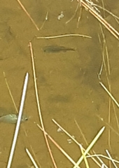 Cyprinodon macularius