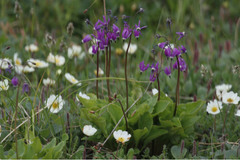 Primula frigida
