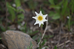 Dryas integrifolia