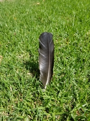 Corvus brachyrhynchos