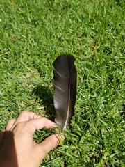 Corvus brachyrhynchos