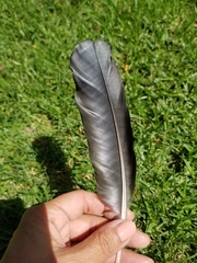 Corvus brachyrhynchos