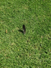 Corvus brachyrhynchos