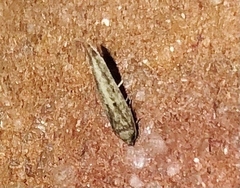 Perimede ricina