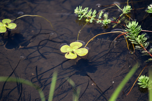 Australian water-clover (Marsilea mutica)