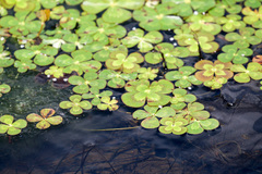 Marsilea mutica