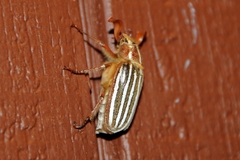 Polyphylla crinita