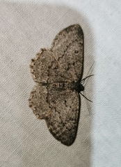Gnophini