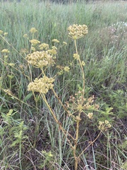 Polytaenia nuttallii