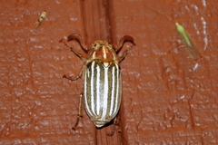 Polyphylla crinita