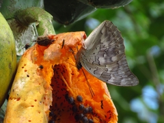Charaxinae