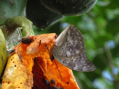 Charaxinae