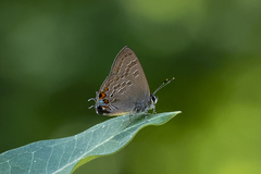 Satyrium kingi