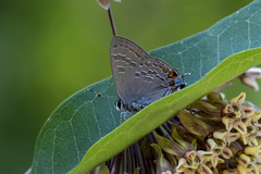 Satyrium kingi
