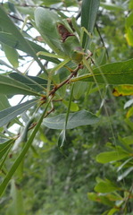 Pterophylla camellifolia camellifolia image