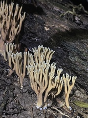 Phaeoclavulina cyanocephala