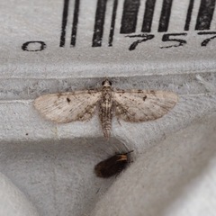 Eupithecia ravocostaliata