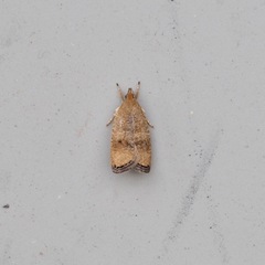 Psilocorsis quercicella