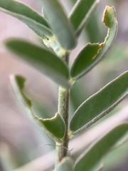 Astragalus eremiticus