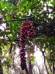 Barringtonia macrostachya