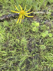 Phoebanthus tenuifolia image