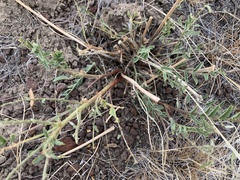 Astragalus eremiticus