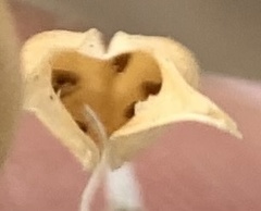 Astragalus eremiticus