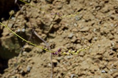 Streptanthus morrisonii morrisonii