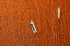 Ethmia bipunctella