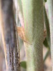 Astragalus eremiticus