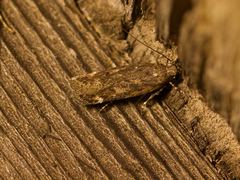 Filatima serotinella
