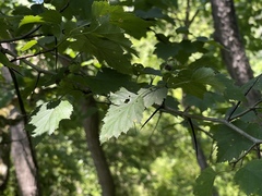 Crataegus coccinea