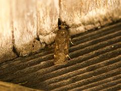 Filatima serotinella