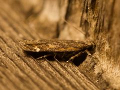 Filatima serotinella