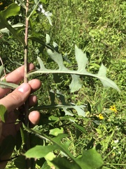 Lactuca hirsuta