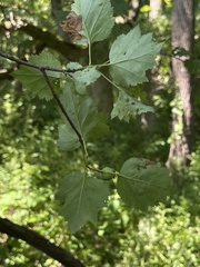 Crataegus pruinosa