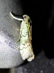 Cacotherapia flexilinealis