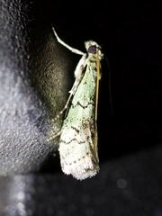 Cacotherapia flexilinealis