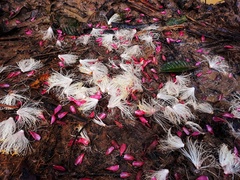 Barringtonia macrostachya