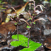 Acianthus sinclairii - Photo (c) Mike Lusk,  זכויות יוצרים חלקיות (CC BY-NC), הועלה על ידי Mike Lusk