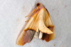 Plagodis phlogosaria