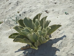Verbascum litigiosum