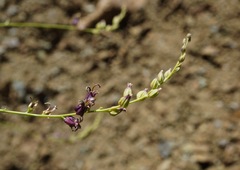 Streptanthus morrisonii morrisonii