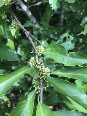 Sideroxylon lycioides