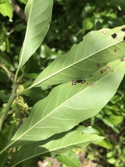 Sideroxylon lycioides