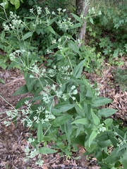Eupatorium godfreyanum