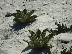 Verbascum litigiosum