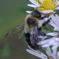 Bombus impatiens