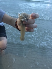 Priapulida