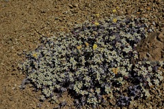 Eriogonum cedrorum